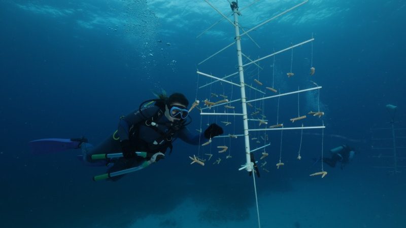 MSC Cruises Is Quietly Rebuilding Caribbean Coral Reefs From the Sea
