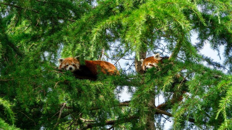 Nepal’s Red Panda Trail Is Drawing Trekkers During Festival Season