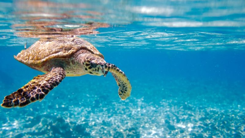 Seychelles Is Now the Focus of African Tourism’s Workforce Future
