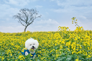 South Korea’s Pet-Friendly Hotels Are Redefining What Family Travel Looks Like