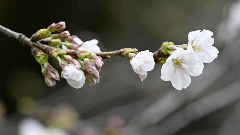 Tokyo Cherry Blossoms Arrived 5 Days Early and Parks Were Not Ready