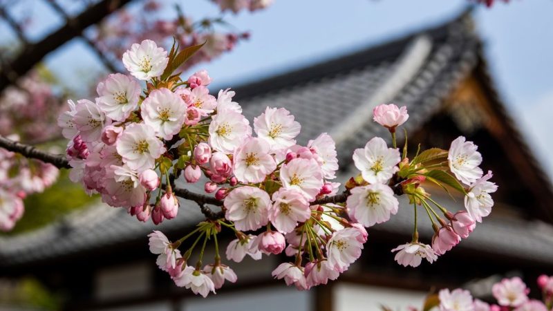 What Official Forecasts Are Telling Vietnamese Travelers About Cherry Blossom Season