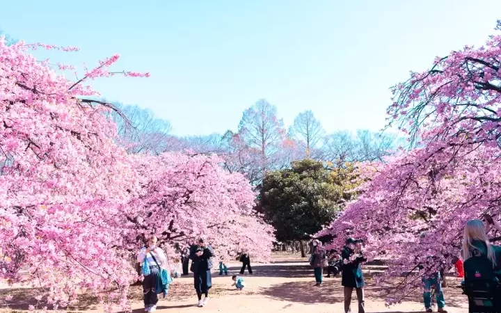 Where Japan Cherry Blossom Season Quietly Begins Before Anyone Arrives