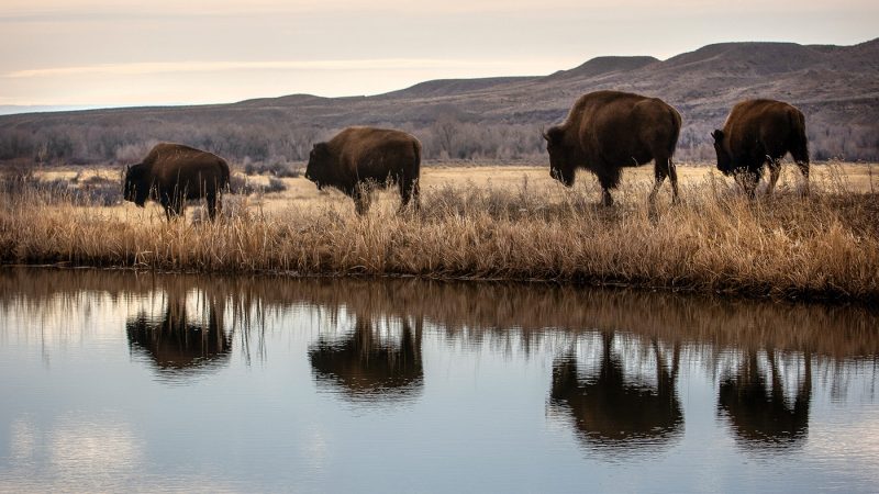 Why Black Hills and Yellowstone Are Leading America’s 2026 Travel Surge