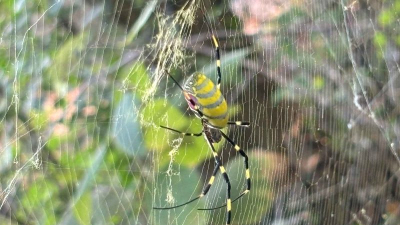 A Giant Invasive Spider Has Arrived in Great Smoky Mountains