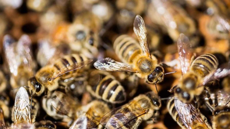 Bee Guts Reveal Urban Parks Aren’t as Healthy as They Look