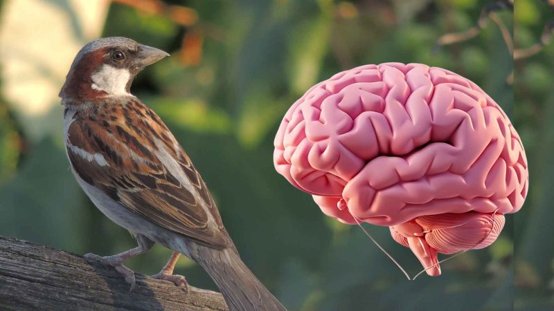 Birdwatching May Literally Rewire Your Brain, Study Finds