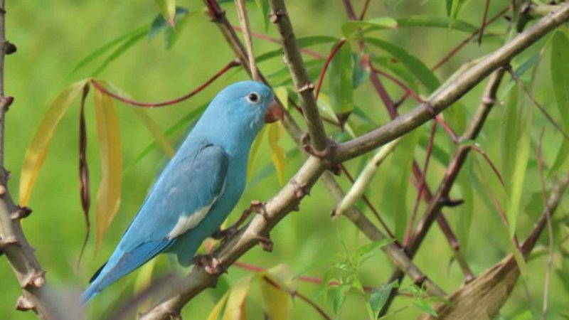 Brazil’s Blue Parakeet Mutation Has Experts Racing for Answers