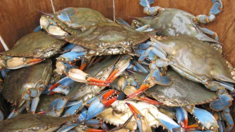 Cannibalism Kills 97% of Baby Blue Crabs. Shallow Water Saves Them
