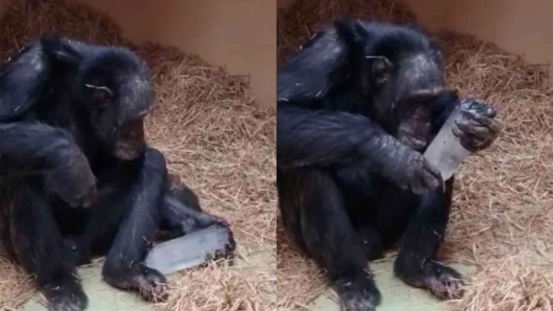 Chimps and Crystals: A Fascination 780,000 Years in the Making