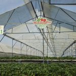 Inside Nagpakabana Farm: The Philippines’ Agritourism Revolution
