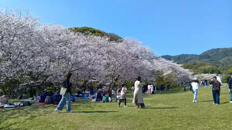Japan Canceled Its Cherry Blossom Festival to Fight Overtourism