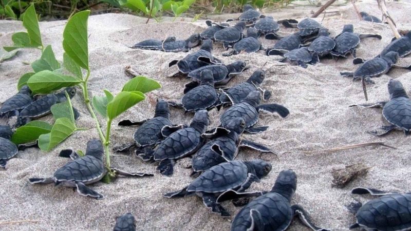 More Turtles, Fewer Eggs: Cape Verde’s 17-Year Climate Warning