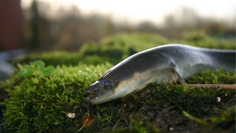 One Percent Left: The Quiet Collapse of Europe’s Ancient Eel