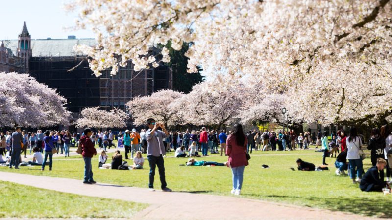 Seattle’s Cherry Blossom Festival 2026 Draws Thousands to a 50-Year Cultural Legacy