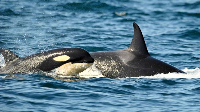 Severed Orca Fins on a Russian Beach Revealed a Dark Secret