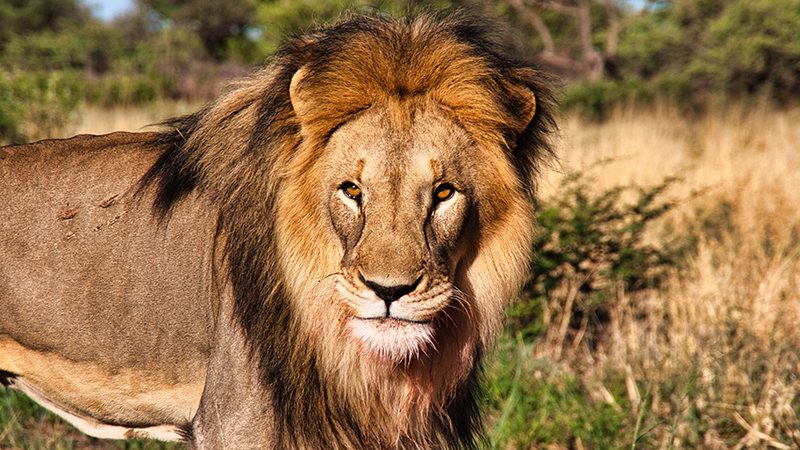 South Africa’s 9-Night Safari: White Lions, Blue Trains & Cape Town