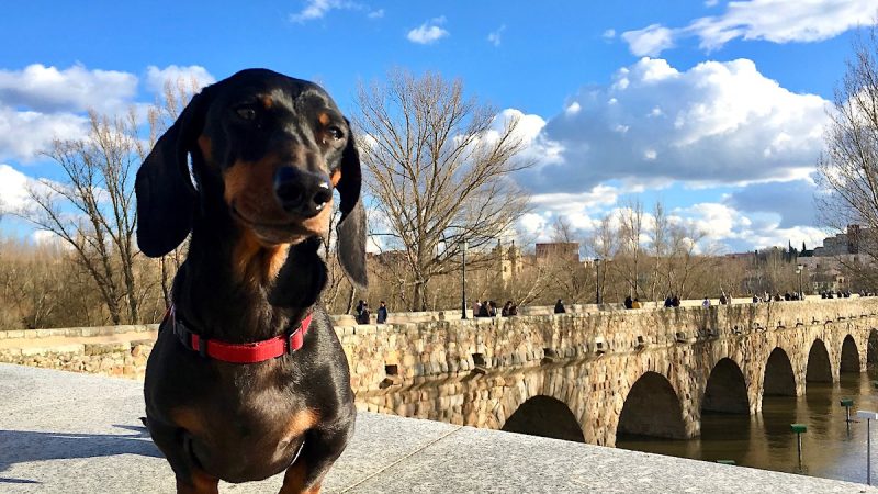 Spain With Your Pet: Entry Rules, Hotels, and Public Access