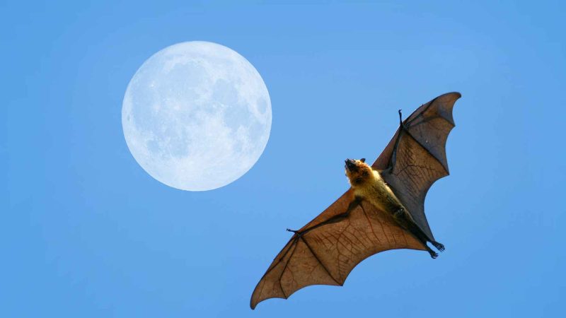 The Bat Families Scientists Fear Most Could Spark the Next Epidemic