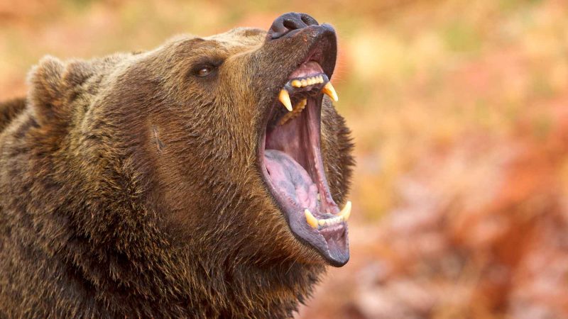 The Bear Is Not a Predator: 5 Findings That Rewrite Wildlife Science