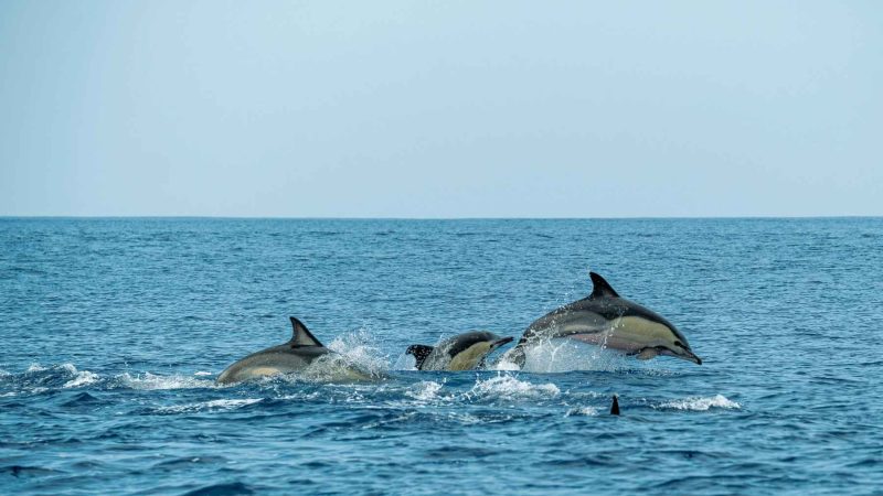 The Dolphin That Never Fully Sleeps: Half a Brain Always Watching