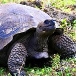 The Goat Hunters of Galápagos: How 140,000 Animals Were Erased to Save a Species