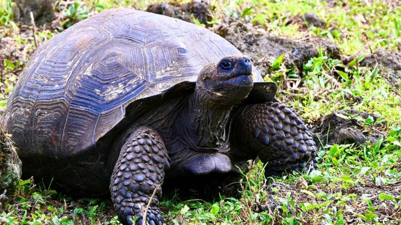The Goat Hunters of Galápagos: How 140,000 Animals Were Erased to Save a Species
