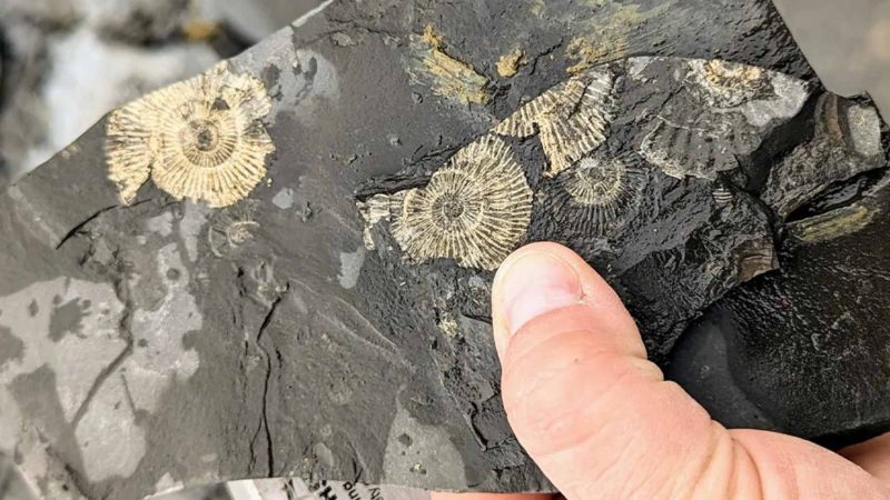 The Golden Fossil Lie: Jurassic Rocks Fooled Scientists for Decades