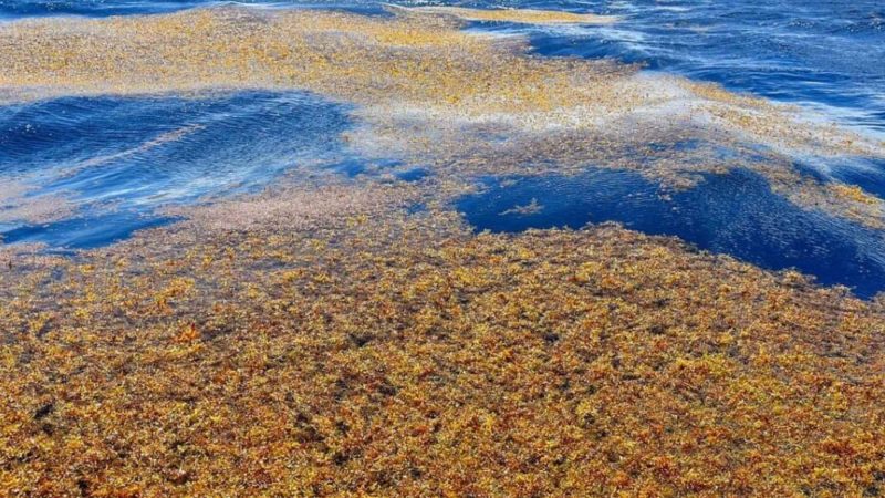 The Sea With No Shore Is Quietly Warming — and the Ocean May Never Be the Same