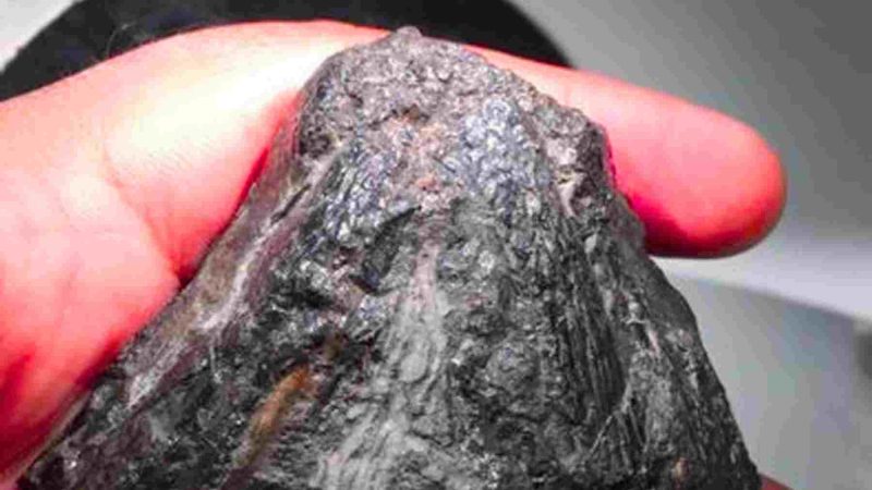 The Skull Inside a Tree Stump That Upended 307 Million Years of Fossil History