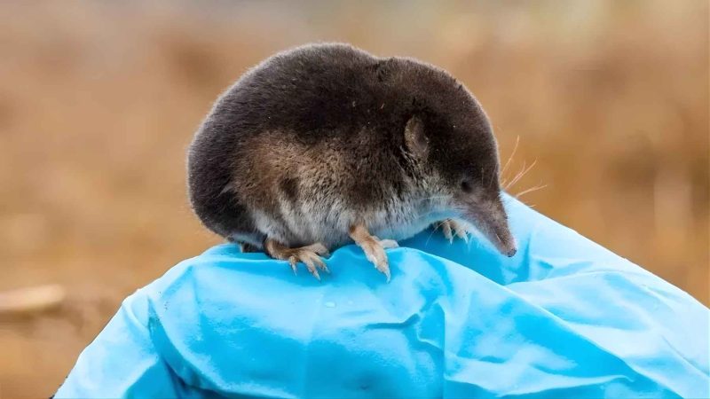This 3-Gram Shrew Has a Flat Head, Hairy Tail, and a Heartbreaking Origin Story