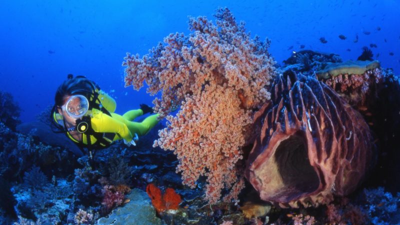 6 Best Dive Destinations for 2026: Fiji to Japan’s Coral Kingdoms