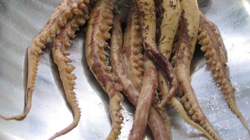 First Footage of a Colossal Squid Rewrites the Abyss